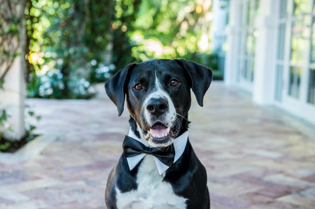 puppy in black wedding bow tie